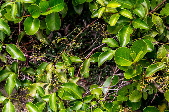 Image of Searsia acocksii (Moffett) Moffett