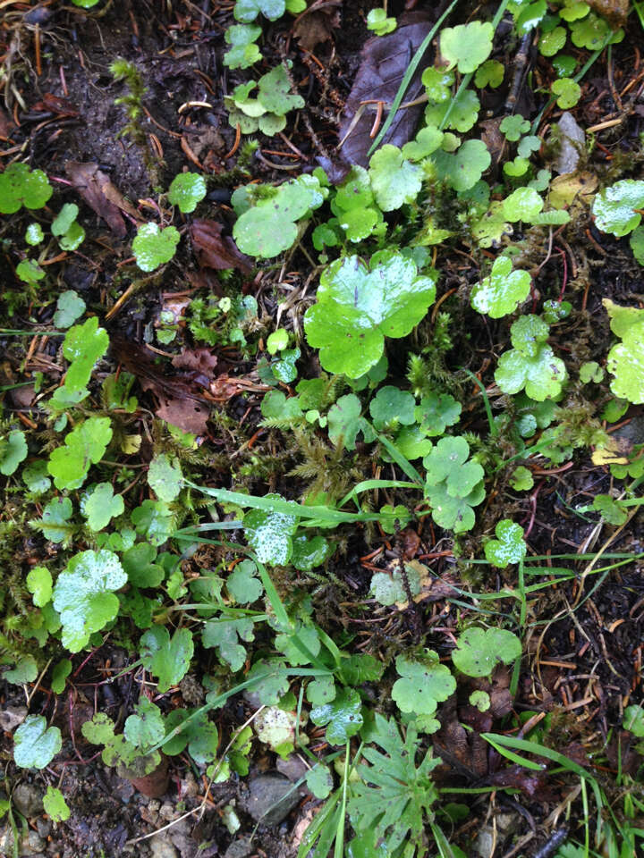 Image of naked miterwort