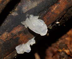 Image of snow fungus