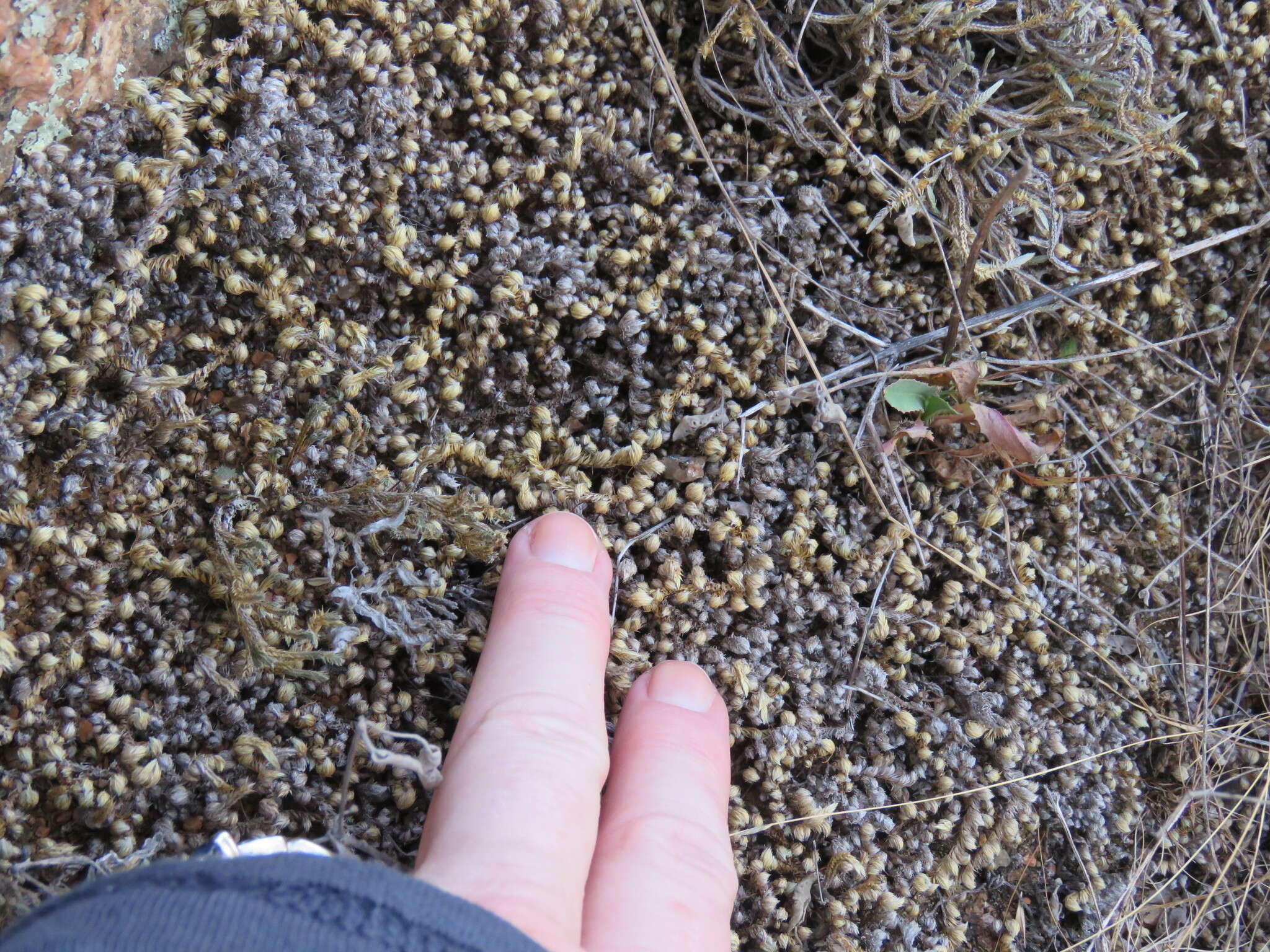 Selaginella peruviana (Milde) Hieron. resmi