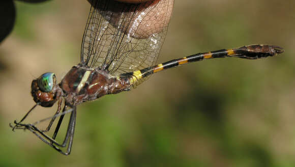 Image of Macromia cupricincta Fraser 1924