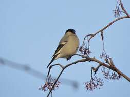 Image of Baikal Bullfinch