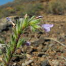 صورة Echium bonnetii Coincy