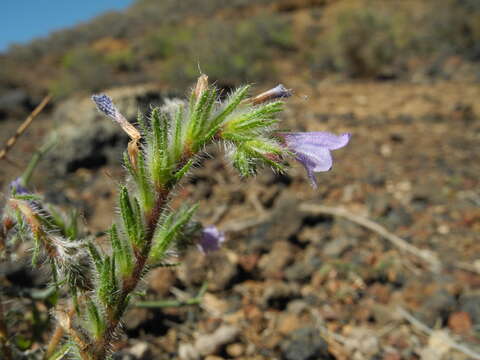 Echium bonnetii Coincy resmi