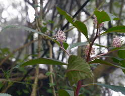 Image of Phytolacca japonica Makino