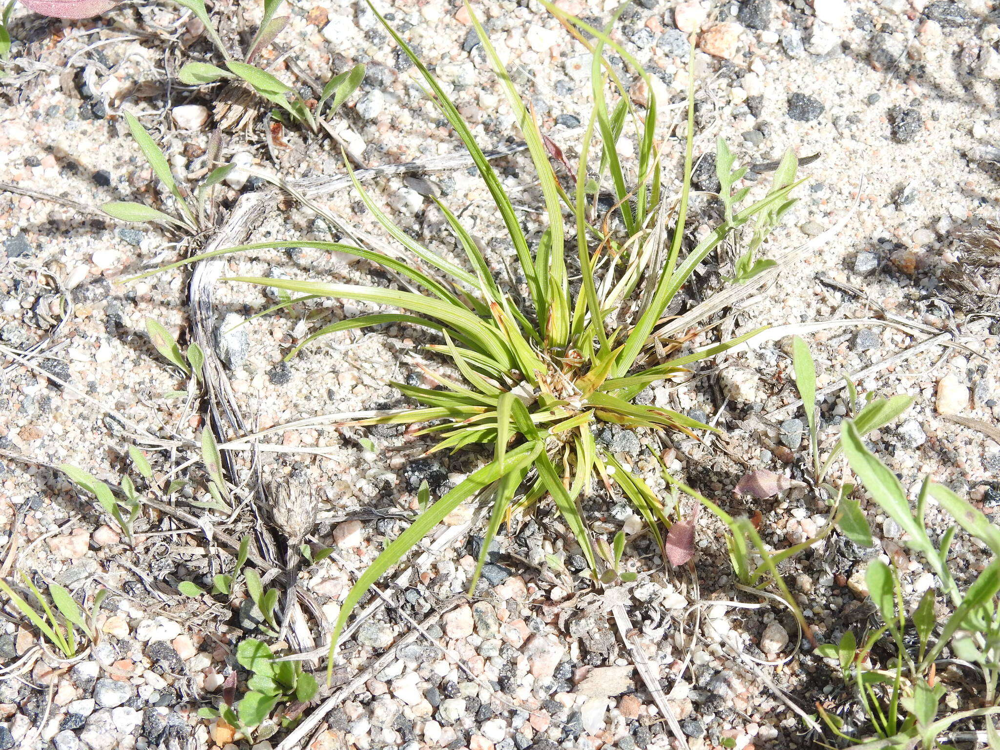 Imagem de Carex tonsa var. tonsa