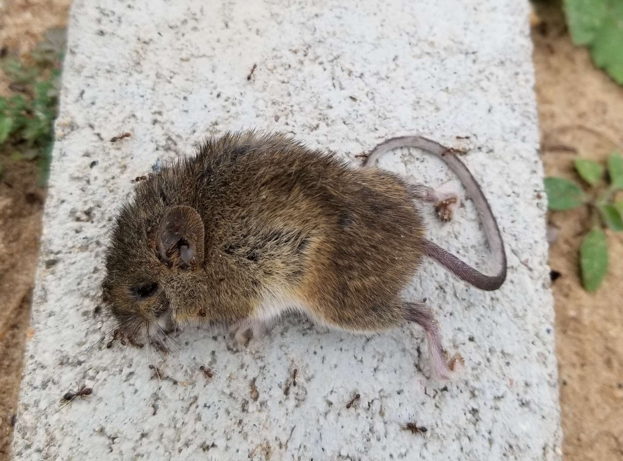 Image of Eastern Harvest Mouse