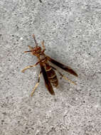 صورة Polistes arizonensis Snelling 1954