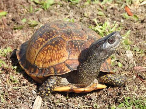 Image of Gulf Coast box turtle