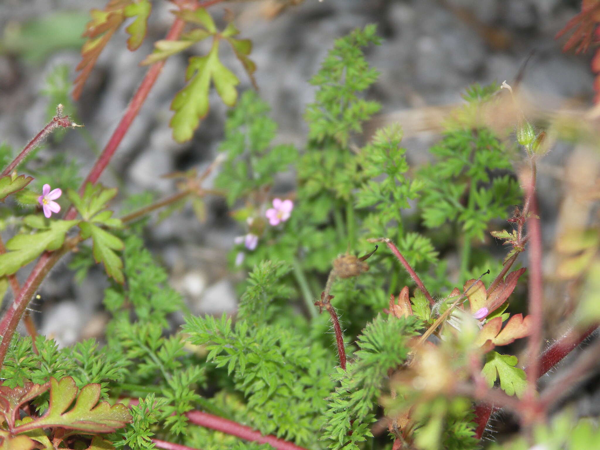 Image of Geranium purpureum Vill.