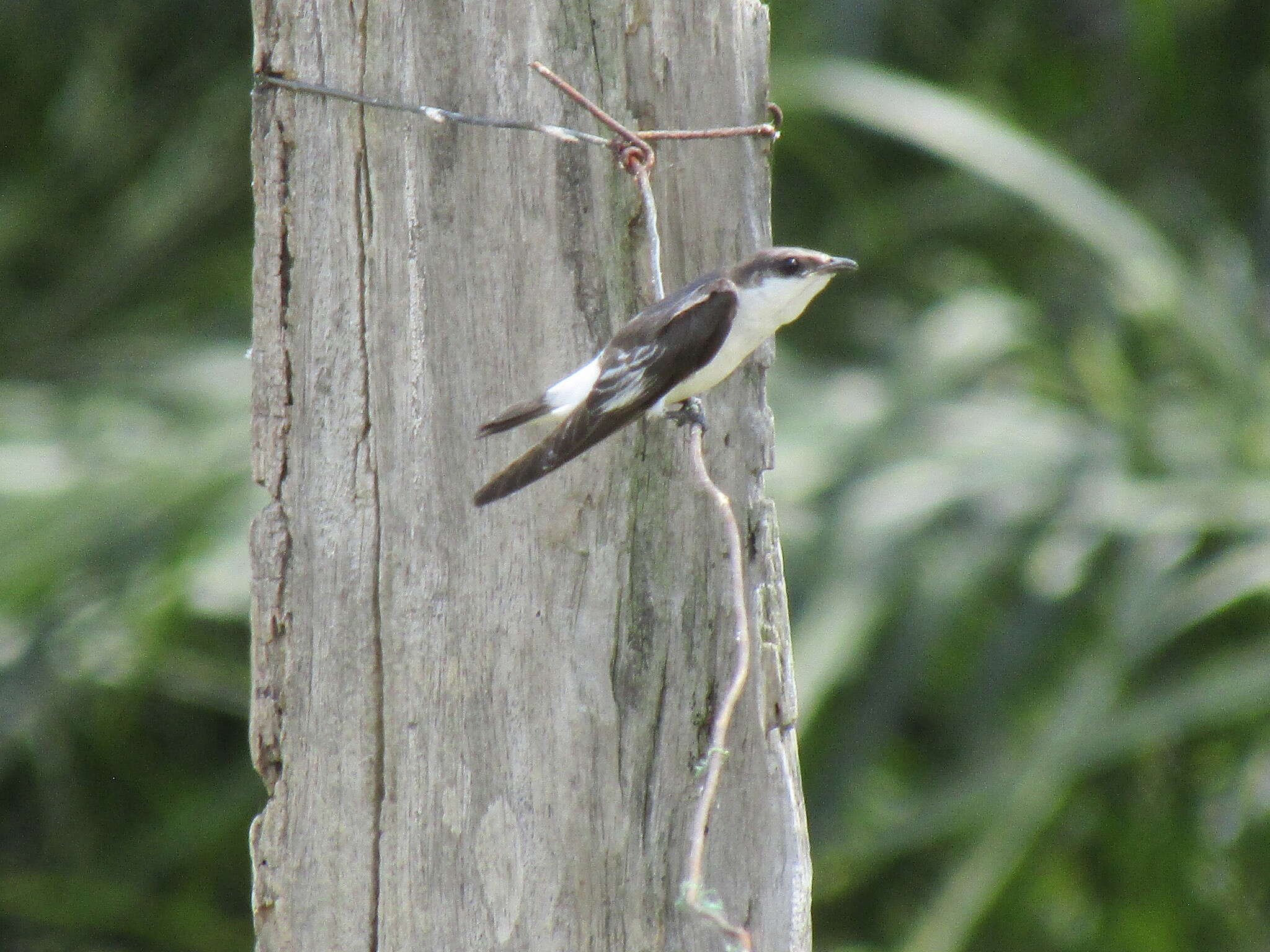 Image of White-winged Swallow