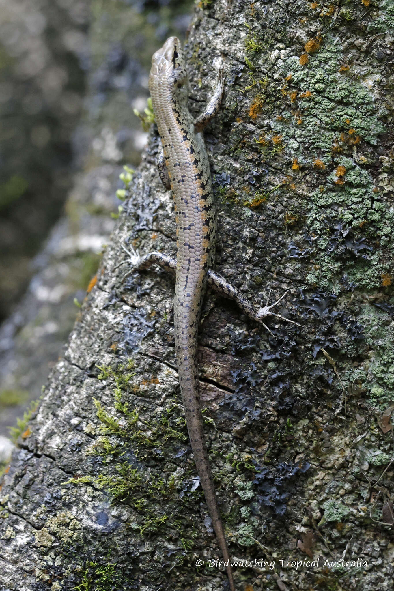 Image of Rainforest Water-skink