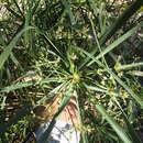 Image of Cyperus canus J. Presl & C. Presl