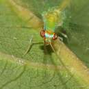 Image of Apochrysa retivenosa (Winterton 1995)