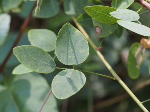 Imagem de Desmodium marilandicum Darl.