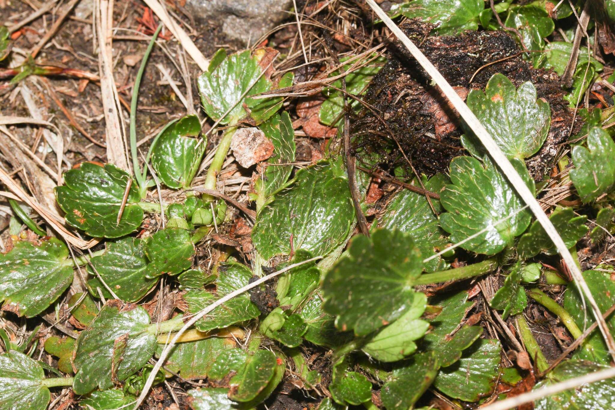 Azorella crenata (Ruiz & Pav.) Pers.的圖片