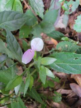 Image of Dicliptera japonica (Thunb.) Makino