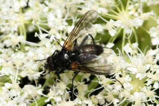 Слика од Thricops nigrifrons (Robineau-Desvoidy 1830)