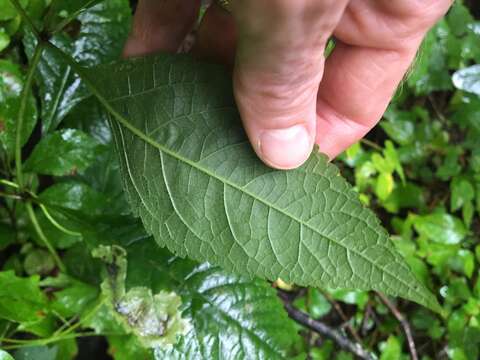 Image de Eupatorieae