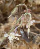 Image of Delphinium roylei Munz