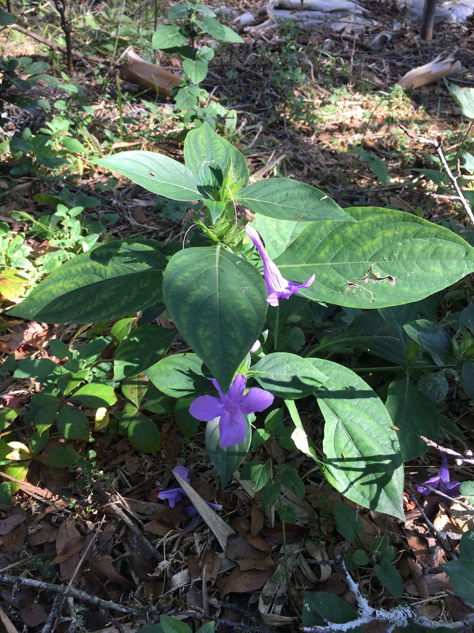 Image de Barleria cristata L.