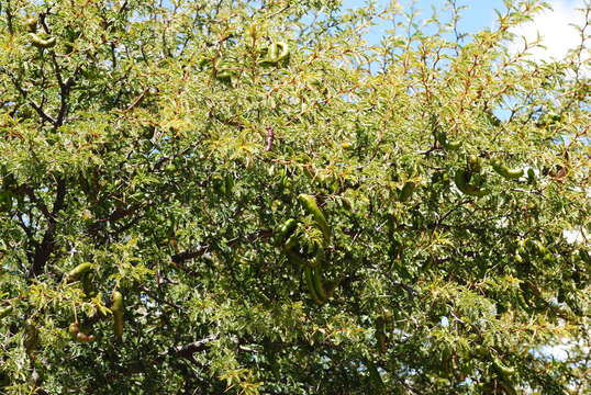 Image de Prosopis ferox Griseb.