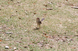 Image of Superb Fairy-wren