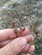 Image of Potentilla astracanica subsp. callieri (Th. Wolf) J. Soják