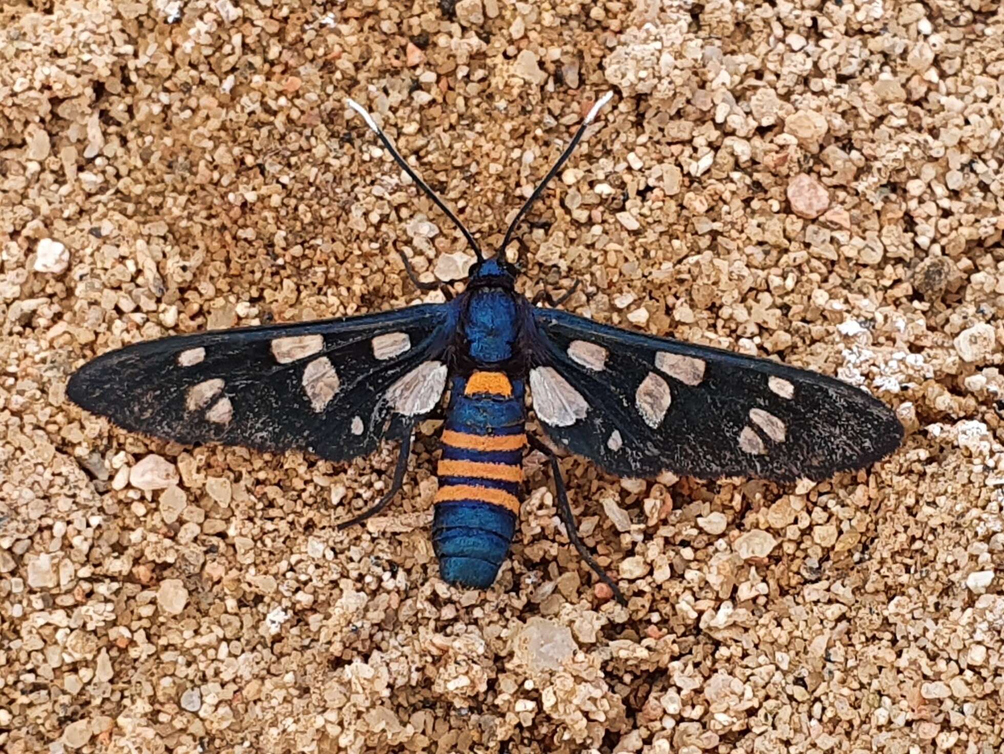 Image of Amata alicia hoggariensis Alberti & Alberti 1978