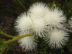 Image of Brunia noduliflora P Goldblatt & J. C. Manning