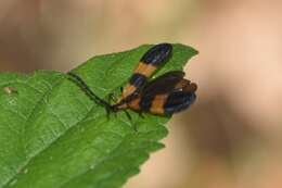 Image of Banded Net-winged Beetle