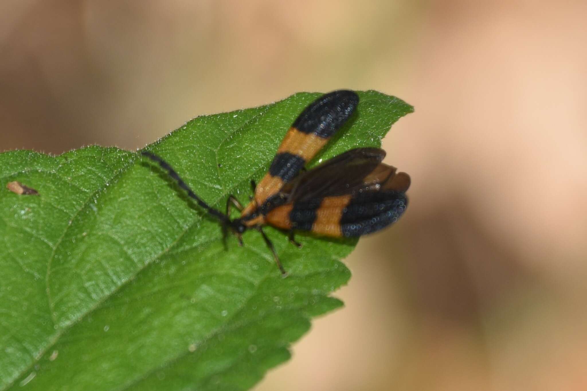 Image of Banded Net-winged Beetle