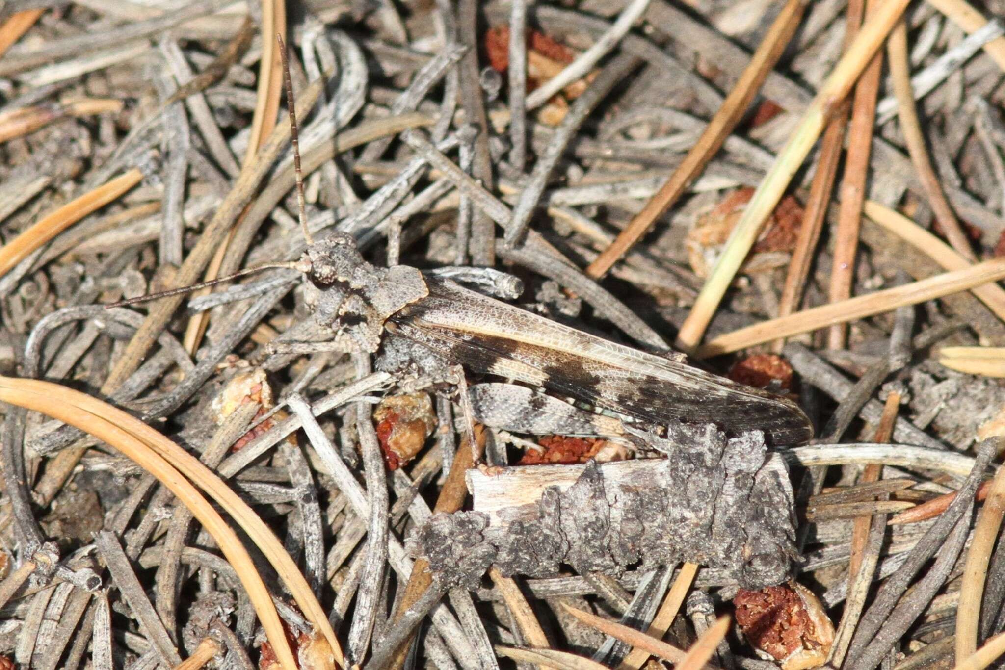 Image of Trimerotropis cincta (Thomas & C. 1870)