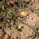 Image de Gorteria piloselloides (Cass.) Stångb. & Anderb.