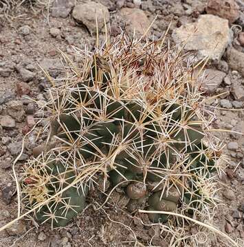 Image of Scheer's beehive cactus