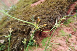 Image de Fimbristylis dichotoma var. ochotensis (Meinsh.) T. Koyama