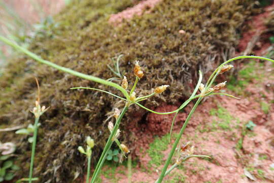 Sivun Fimbristylis dichotoma var. ochotensis (Meinsh.) T. Koyama kuva