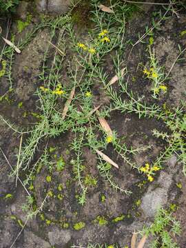 Image of needle stonecrop