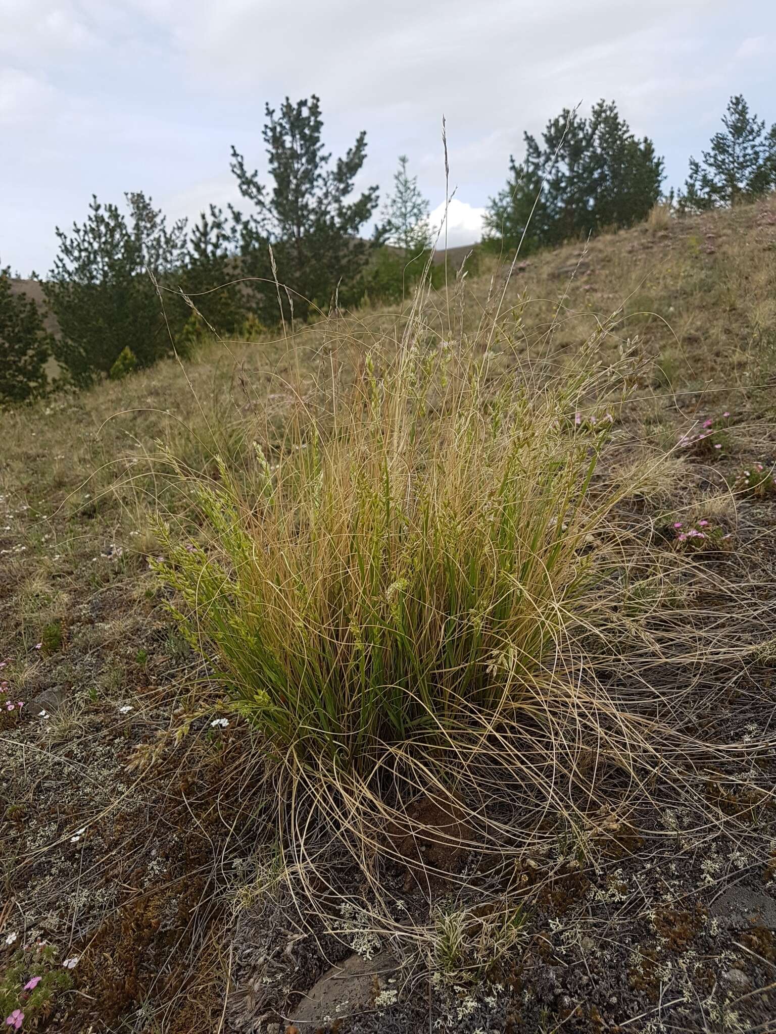 Image de Festuca sibirica Hack. ex Boiss.