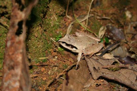 Imagem de Aglyptodactylus Boulenger 1918