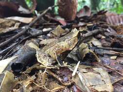 Image of Borneon Horned Frog