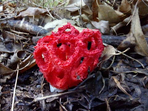 Image of Clathrus cristatus Fazolino, Calonge & Baseia 2010