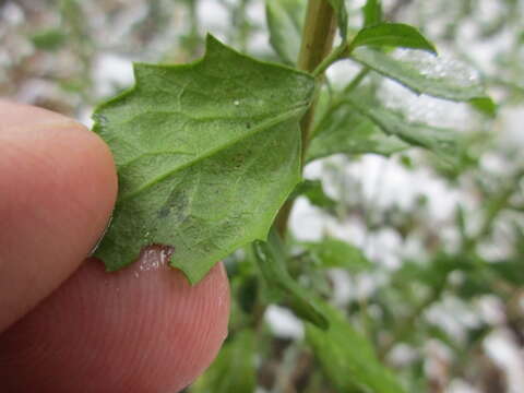 Image of Baccharis pilularis subsp. consanguinea (DC.) C. B. Wolf