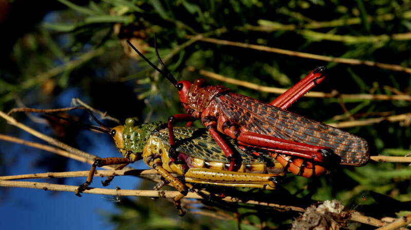 Image of Phymateus (Phymateus) morbillosus (Linnaeus 1758)