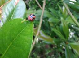 Image of Anchor Stink Bug