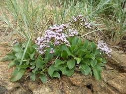 Limonium ovalifolium (Poir.) O. Kuntze resmi