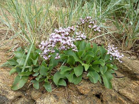 Image of Limonium ovalifolium (Poir.) O. Kuntze