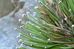 Image of Hair-tipped Century Plant