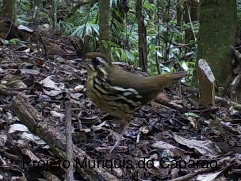 Image of Cryptic Antthrush