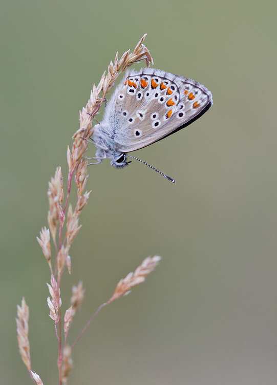 Image of brown argus